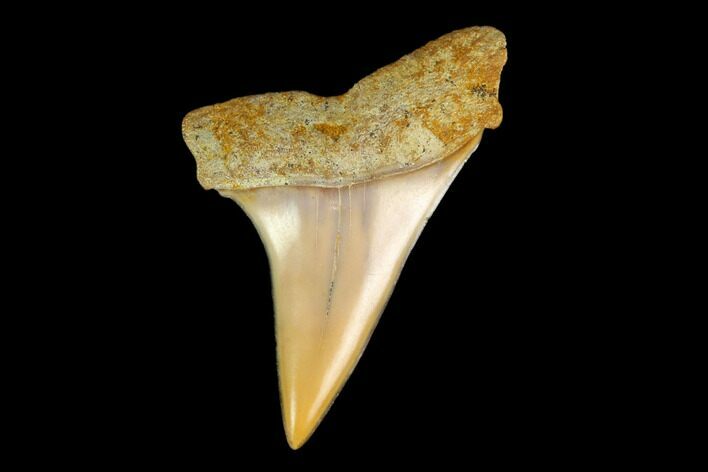 Colorful Mako/White Shark Tooth Fossil - Sharktooth Hill, CA #113947